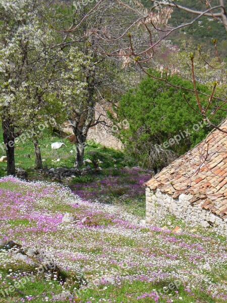 Flowers Corfu Spring Perithia Mediterranean