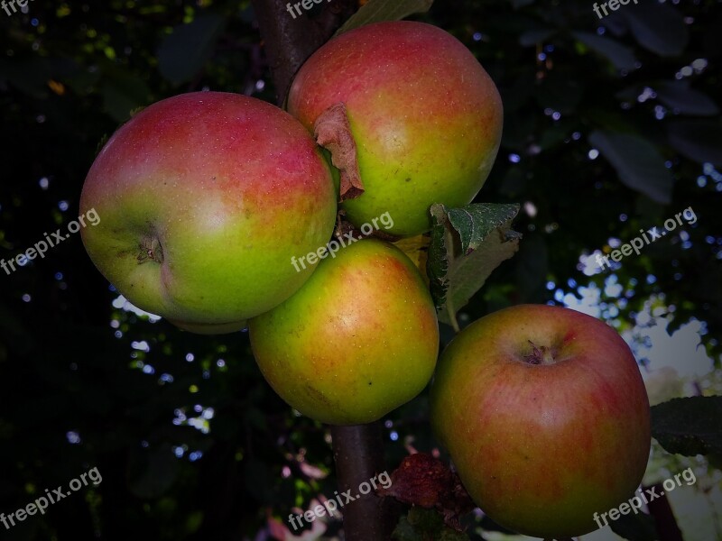 Park Apple Fruit Garden Autumn