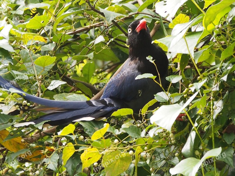 Long-tailed Mountain Mother Blue Magpie Eat Fruit Adult Birds Tiger Mountain