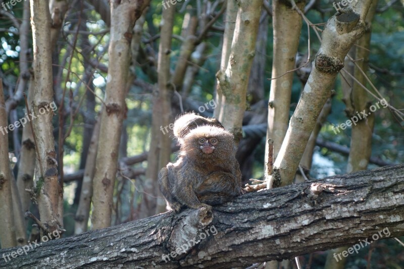 Zoo Monkey Dwarf Animal Pygmy Marmoset