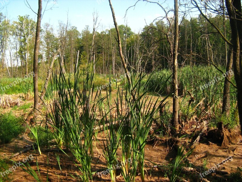 Swamp Tree Marsh Green Forest