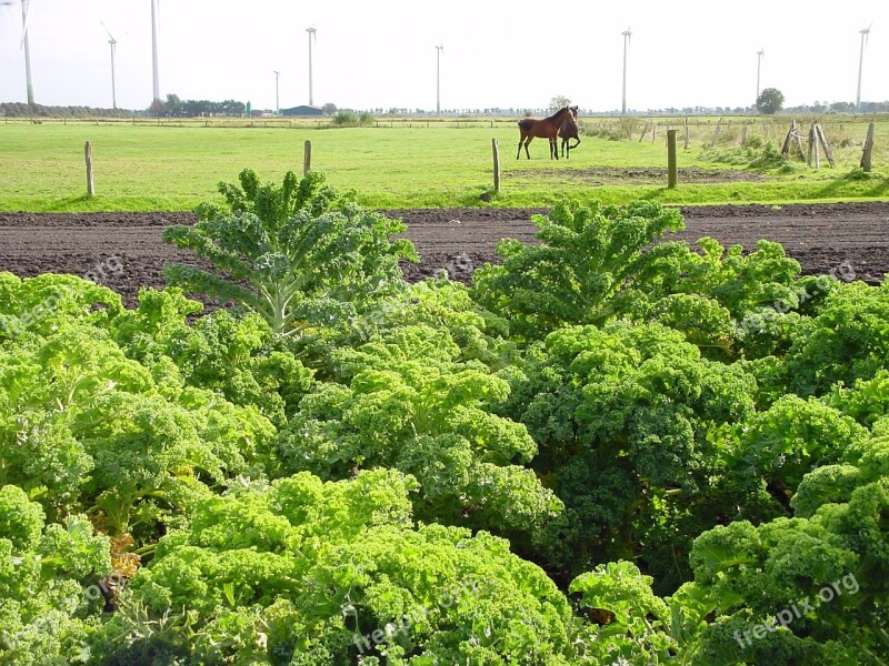 East Frisia Kale Farm Landscape Green