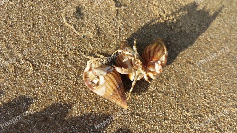 Hermit Crab Sand Beach Nature Shell