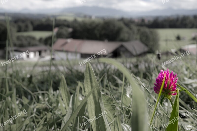 Klee Pink Red Clover Pointed Flower Wild Flower