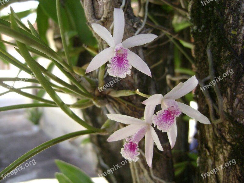 Flower Orquideas Epidendrum Free Photos