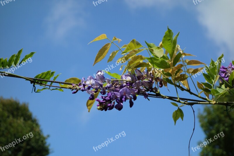 Flower Purple Glycine Blue Sky Public Garden