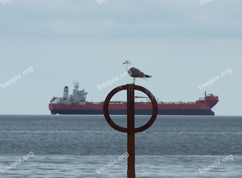 Seagull Ship Peace Of Mind Sea Ocean