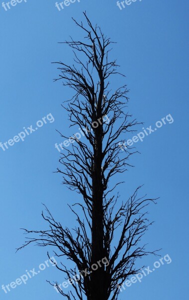 Dead Tree Branches Symbol Metaphor Cypress