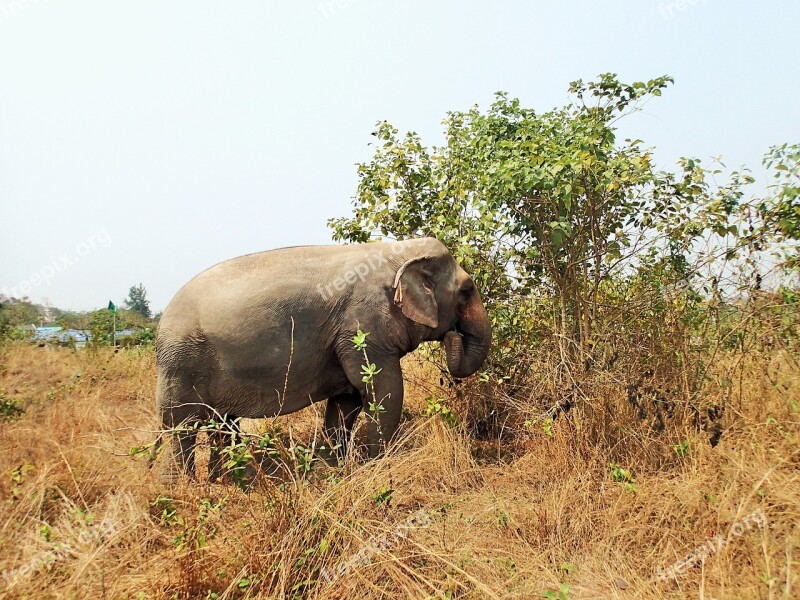 Elephant Meadow Dry Grass Animal Thailand