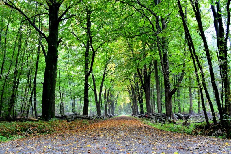 Forest Forest Path Trees Nature Away