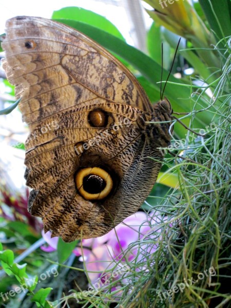 Butterfly Insect Close Up Wing Public Record