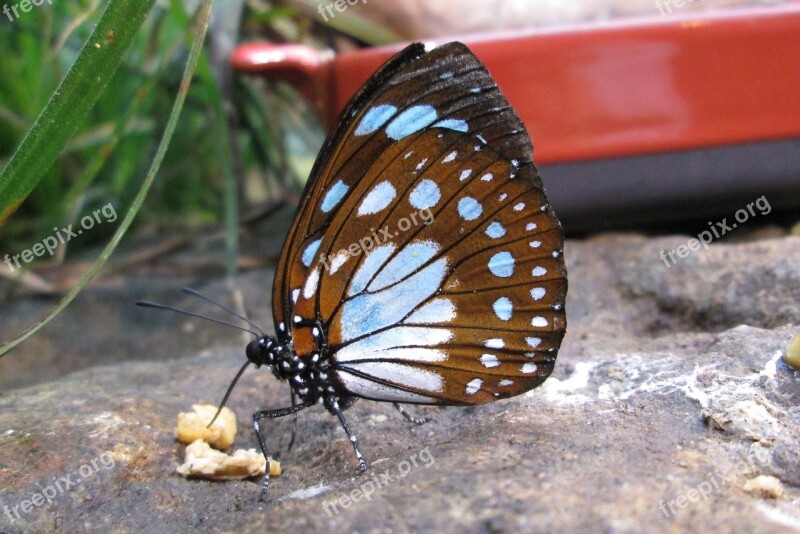 Butterfly Insect Food Intake Close Up Wing