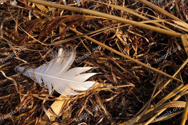 Walk On The Beach Walk Beach Flotsam White Feather