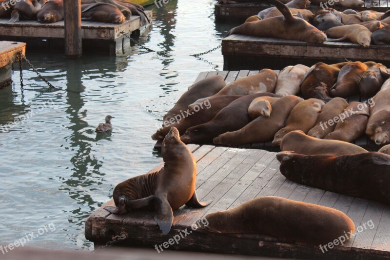 Sea ​​lion Water Good Looking Animals Free Photos