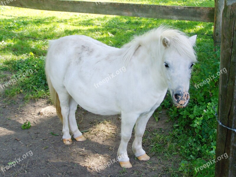 White Pony Small White Horse Hoofed Animals Park Farm