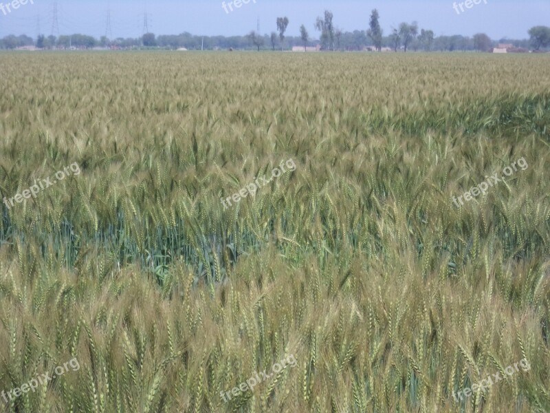 Wheat Wheat Field Plant Free Photos