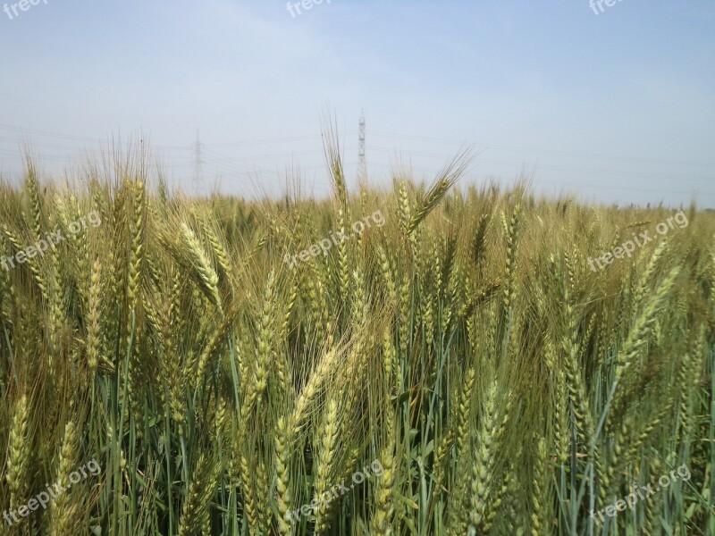 Wheat Plant Wheat Field Wheat Free Photos