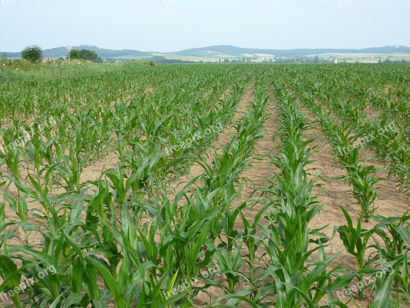 Wheat Plant Wheat Field Wheat Free Photos