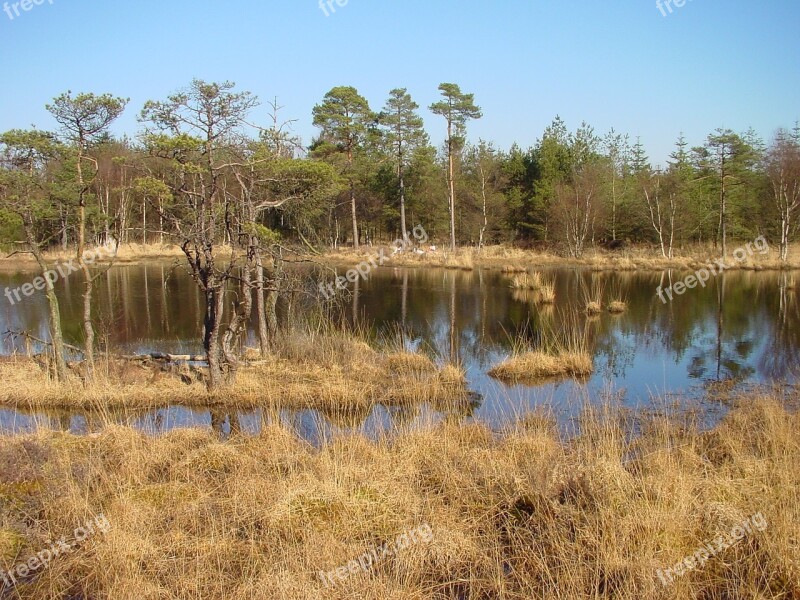 East Frisia Moor Forest Pond Free Photos