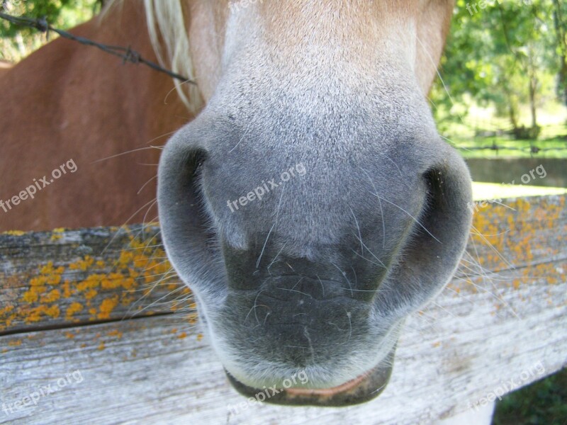 Horse Jaw Brown Horse Snout Animal Body Part Horse Nose