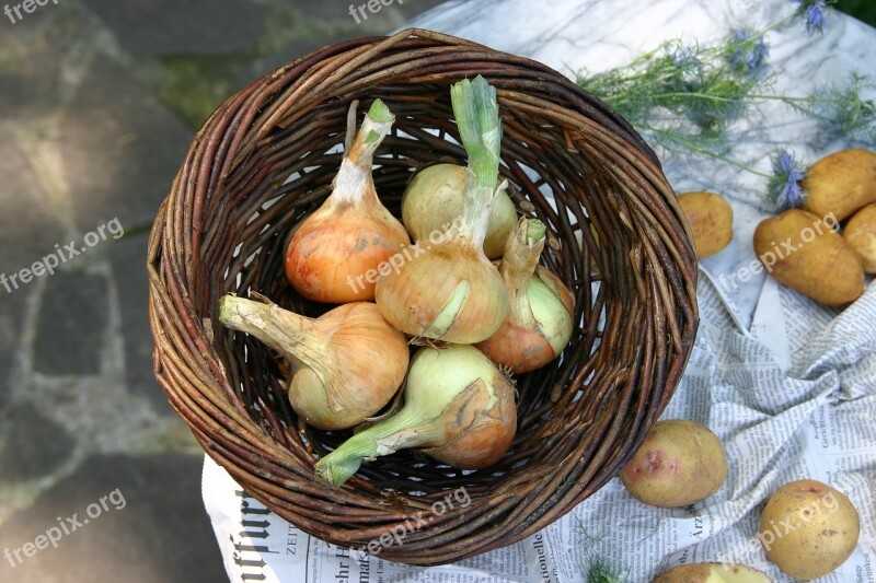 Onion Vegetables Food Cook Healthy