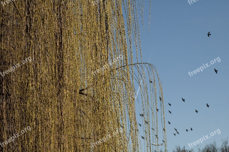 Winter Pasture Flock Of Birds Nature Sky