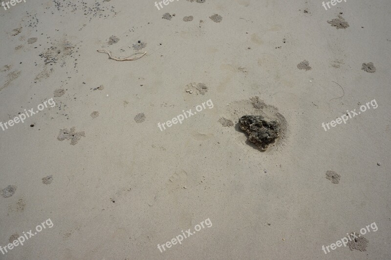 Beach Crab Vestige Sandy Beach Surface