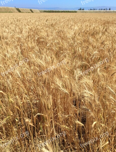 Field Wheat Agriculture Landscape Gold