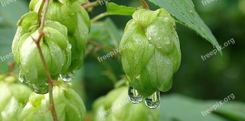 Humulus Lupulus Hop Small Drops Free Photos