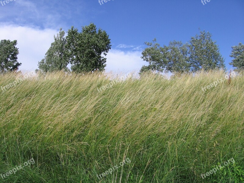 Landscape Grass Meadow Summer Field