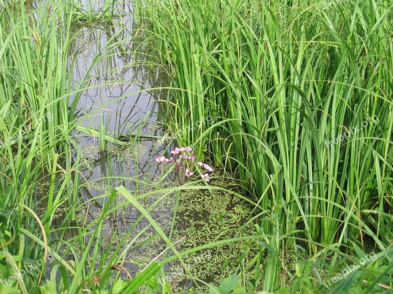 Swamp Mead Flower Water Tall Grass