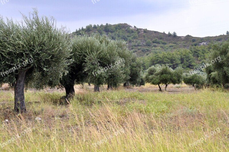 Summer Rhodes Olive Trees Mountains Forest