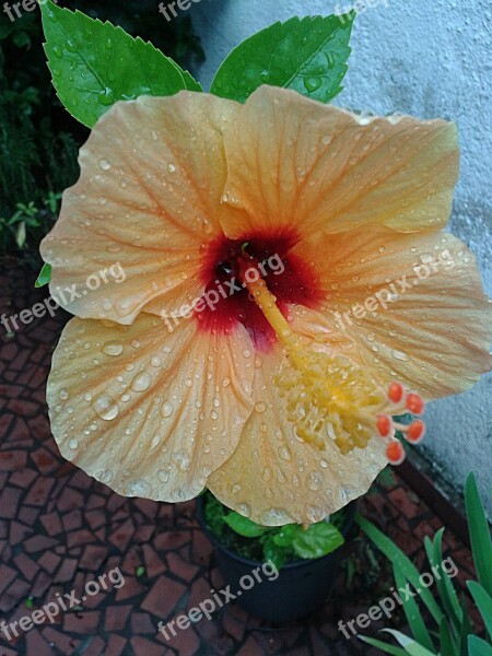 Yellow Hibiscus Flower Plant Vase Nature