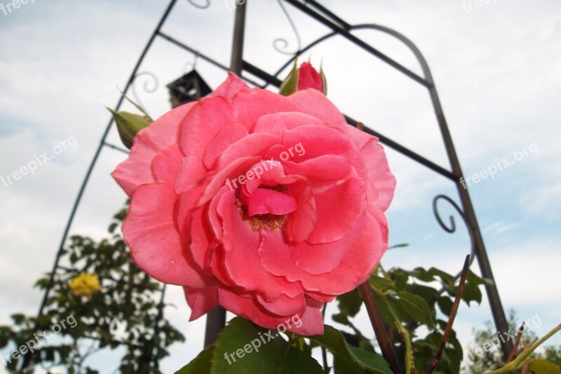 Rose Fill Nature Plant Decorative