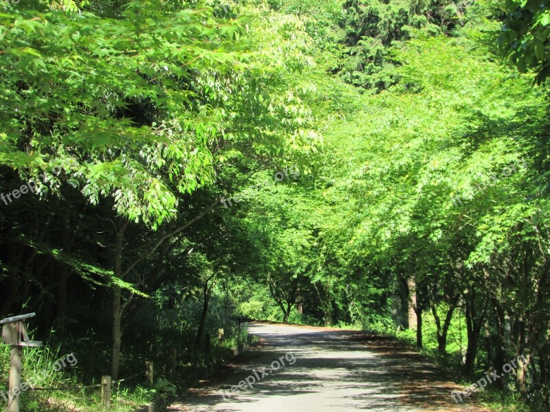 Summer Walk Mountain Path Park Forest