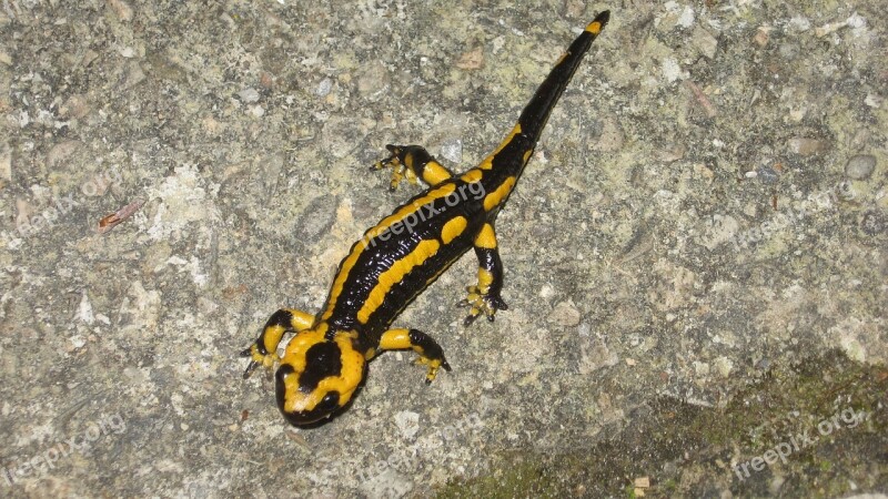 Salamander Animals Nature Zoo Free Photos