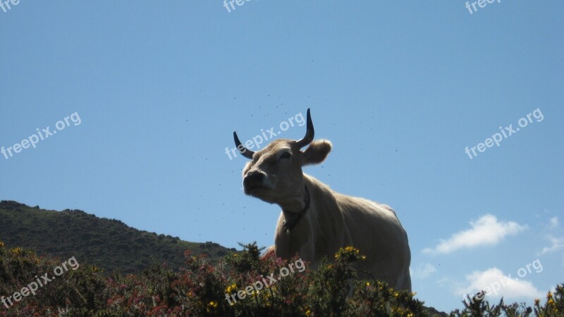 Cow Nature Animals Horns Picos De Europa