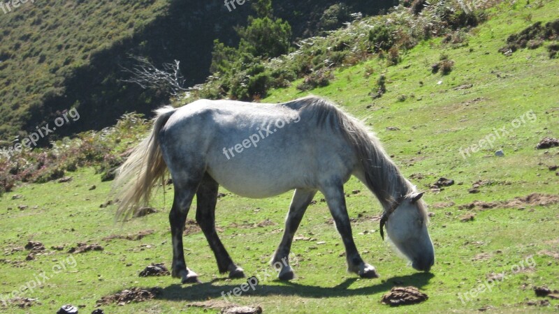 Horse Animals Nature Grass Mountains