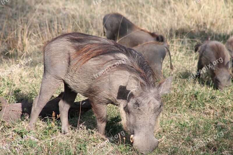 Warthogs Bush Ethiopia Nature Animals