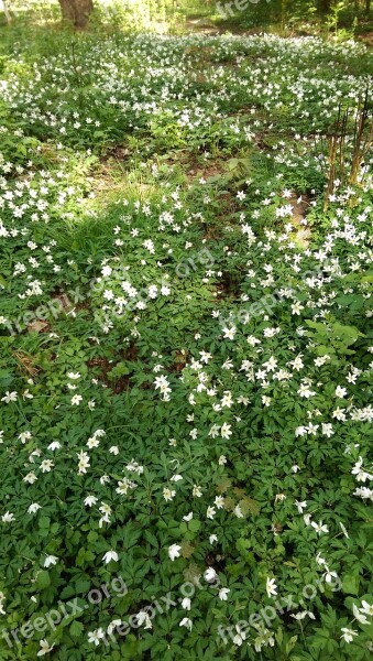 Anemones Ekeberg Flowers Our Meadow