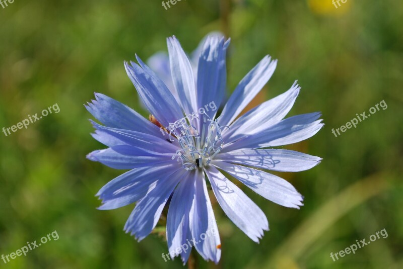 Chicory Wild Flower Plant Petals Meadow