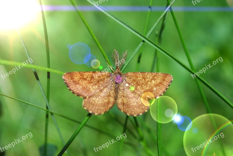 Butterfly Moth Grass Insect Summer