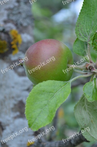 Apple Apple Tree Fruit Nature Movies