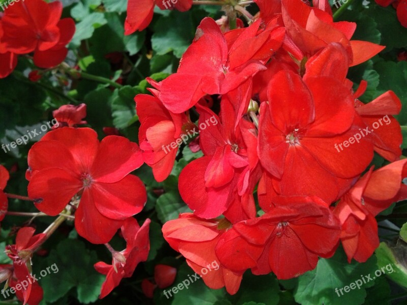 Begonia Begonias Flower Red Flower Red