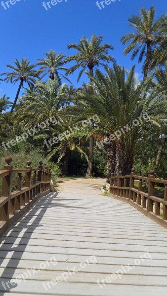 Palm Trees Bridge Spain Summer Wood