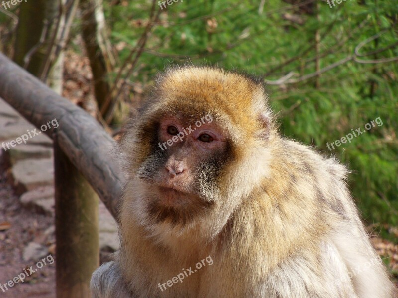 Monkey Animal Wild Primate Monkey Mountain