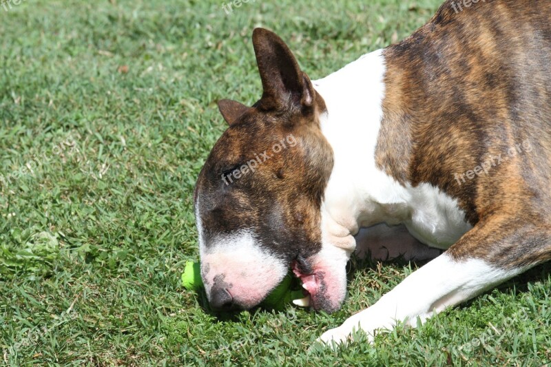 Bull Terrier Bullterrier English Dog Bull