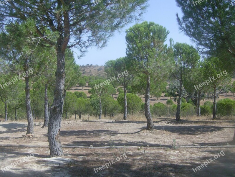 Trees Landscape Pinheiro Park Green