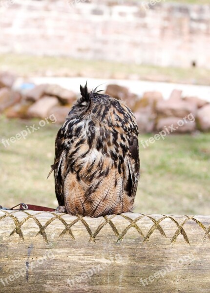 Owl Bird Feather Cute Show