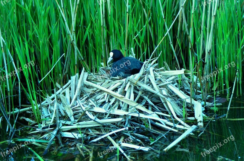 Bird Water Fowl Coot Nest Nesting